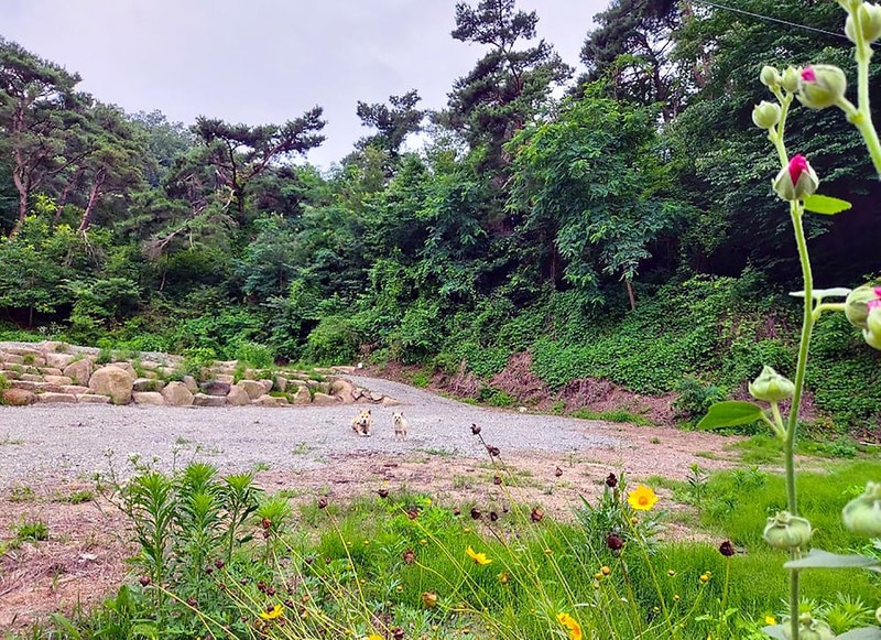 바람숲야영장 시설 사진 13