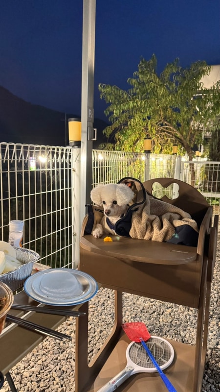 가평 애견동반 개인마당 글램핑장 또바기애견글램핑펜션