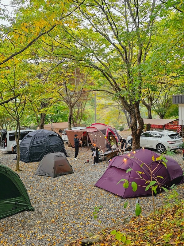 가을캠핑 추천 지지밸리유명산오토캠핑장 애견동반 계곡...