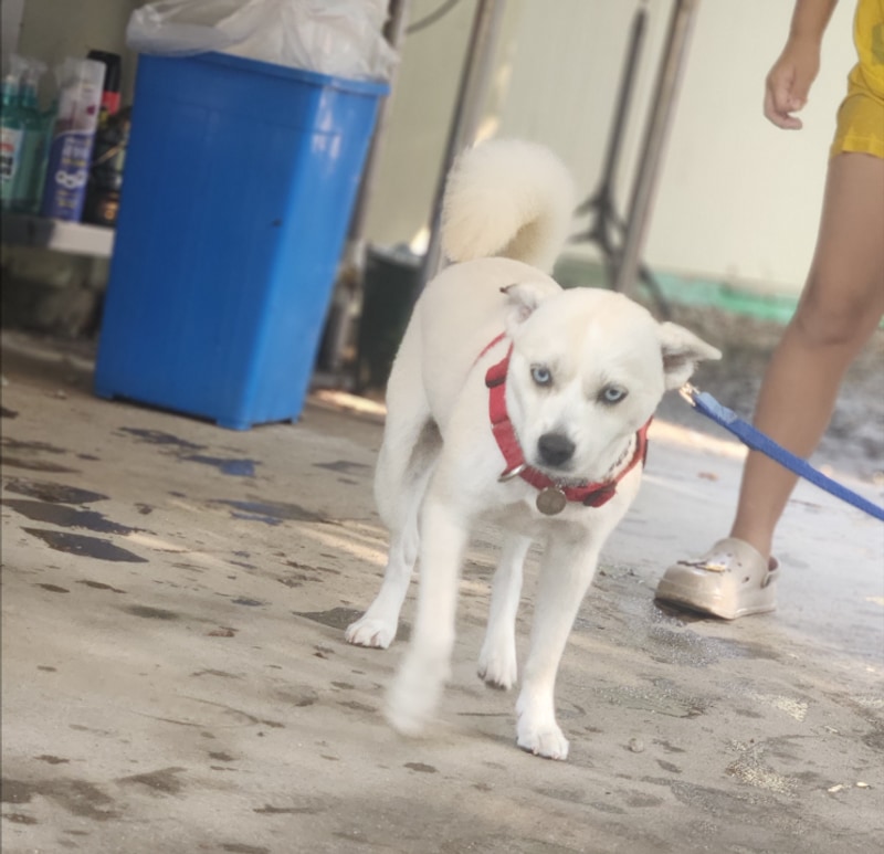 [춘천/강촌 가족여행] 브루조아 풀빌라 카라반 후기