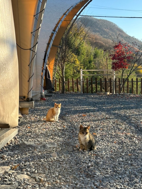 경남 글램핑 밀양 캠핑도래 | 경남 감성 글램핑장 추천
