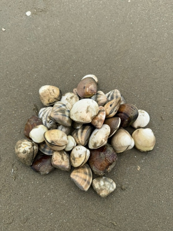 [태안 예산/여행] 태안 마검포 힐링캠핑장 예산시장 사과당...