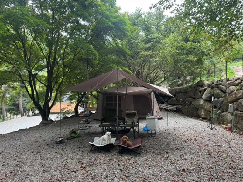 전남 구례 애견동반 캠핑장 추천 ‘섬지캠핑장’ 산수유동...
