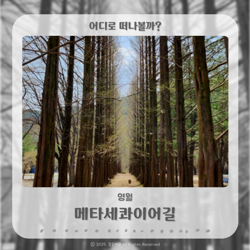 숨겨진 아름다운 숲길 영월 메타세콰이어길 (보보스캇캠핑장)