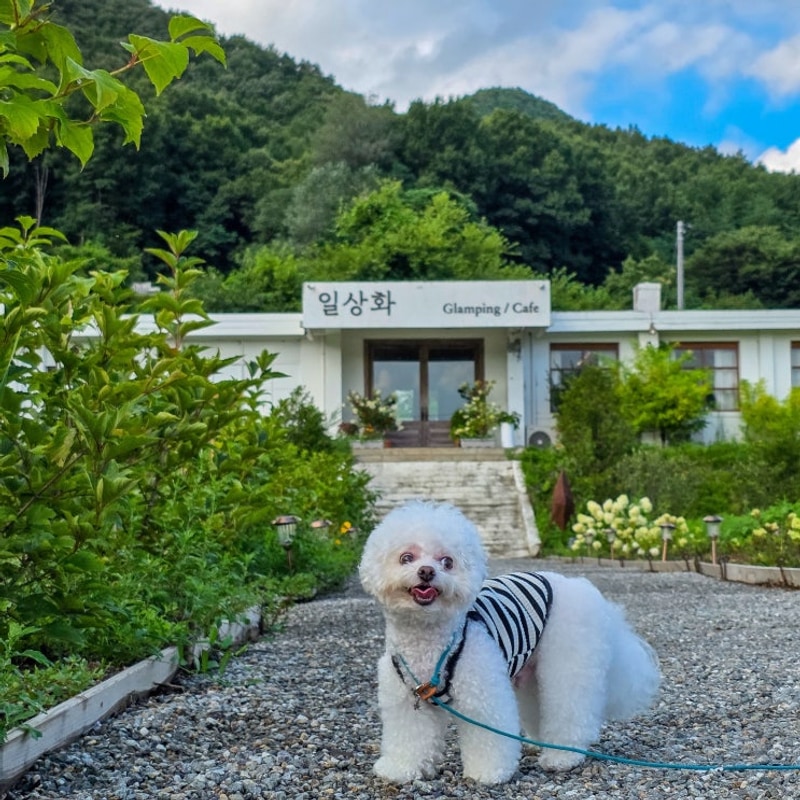 도심탈출 성공적, 충북 보은 애견동반 감성 글램핑