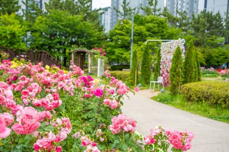 부산 화명 장미 공원 장미원 생태공원 오토캠핑장