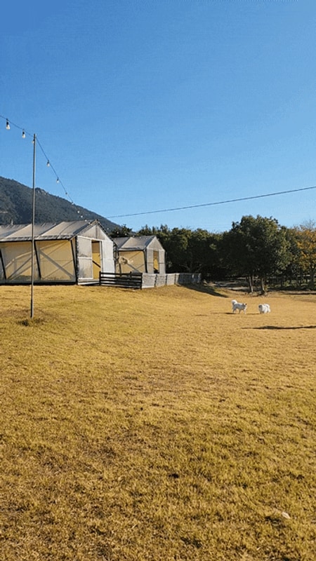전남 애견 글램핑 장흥 땡땡이글램핑 개별울타리 수목원산책로...