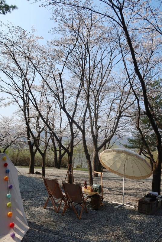 용인 벚꽃캠핑 숲속에안뜰 캠핑장