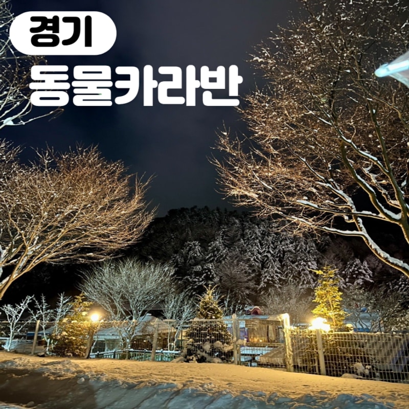 서울근교 커플 겨울여행 가평 동물카라반 글램핑 바베큐 후기