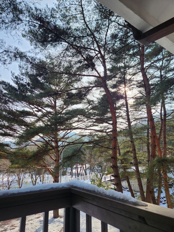 영월가족펜션&캠핑 [소나무와 계곡 캠핑장] 펜션&캠핑장 리뷰...