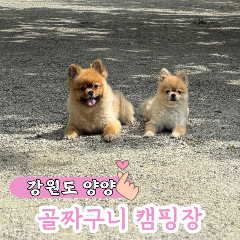 강원도 양양 골짜구니 캠핑장 예약 시설 리뷰 총정리 가족...