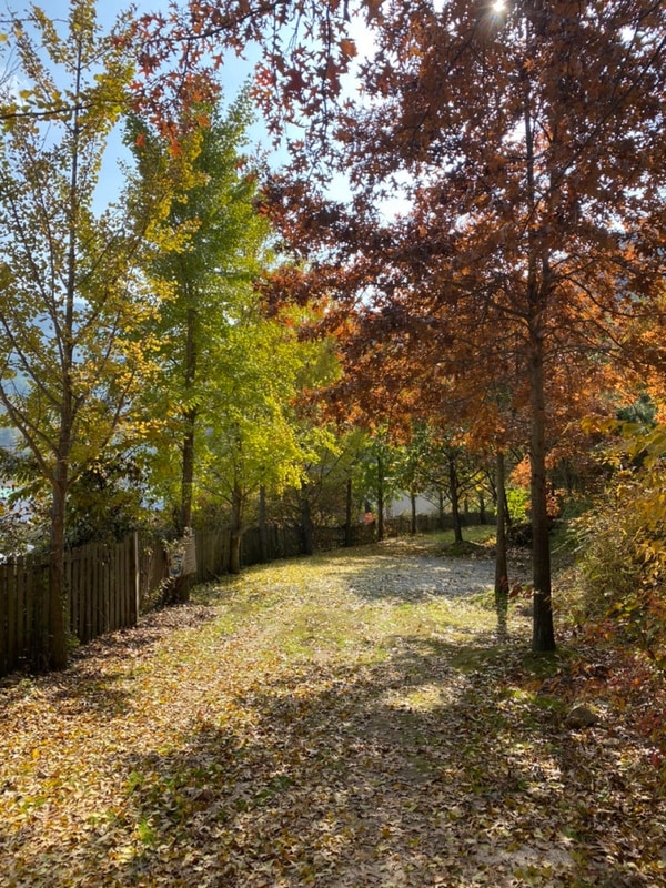 캠핑 | 봉화 청량산나무네숲캠핑장, 단풍맛집, 낙엽송 P 후기