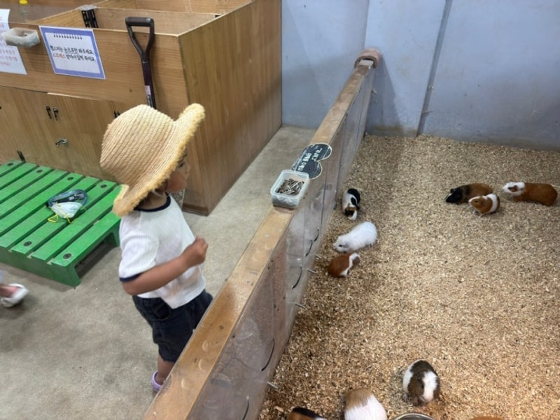 8월 캠핑 | [카라반 캠핑 후기] 영월 달빛동물원 캠핑장, 수영장...