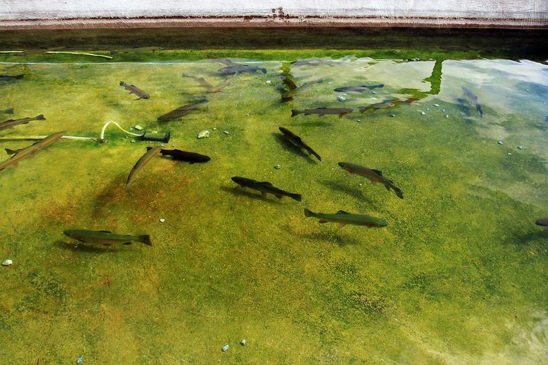 대관령 솔내음 오토 캠핑장 시설 사진 11