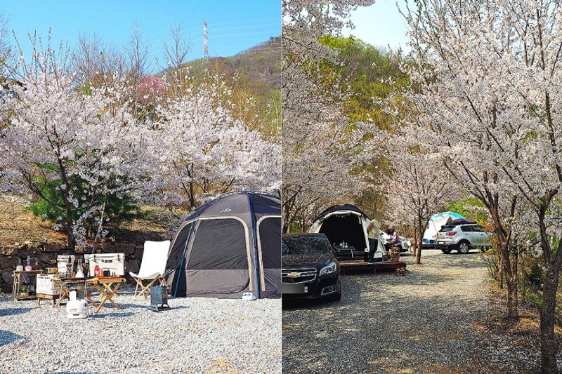 홍천 벚꽃 캠핑장 산으로 오랜만의 우중 캠핑 후기