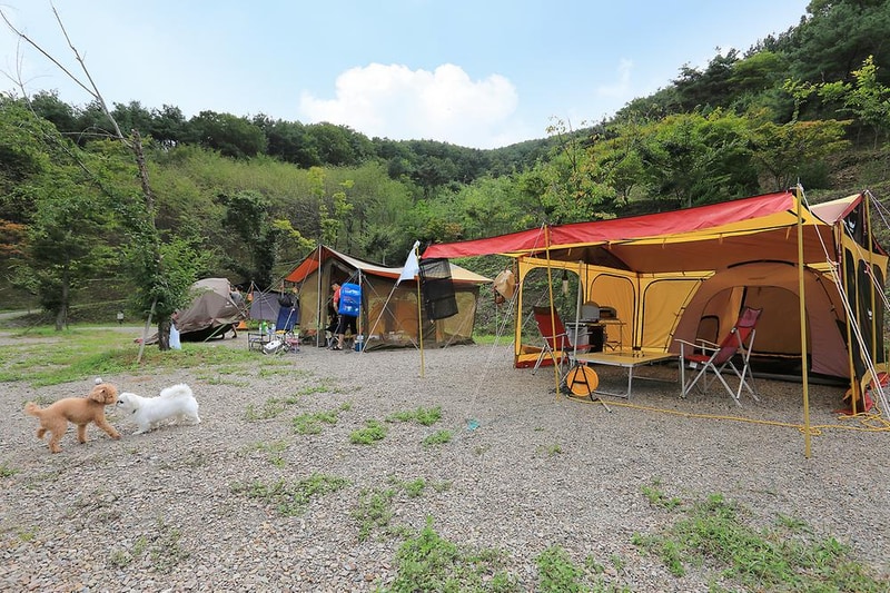 트리독스 애견전용캠핑장 시설 사진 17