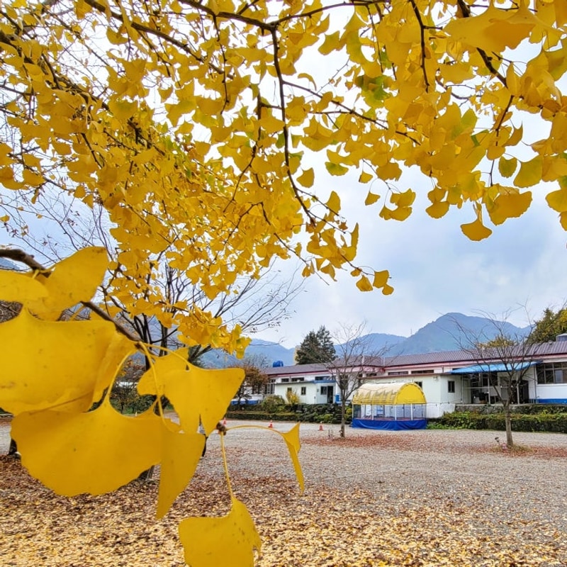 산청 가고파 캠핑장 A1사이트 울창한 은행나무