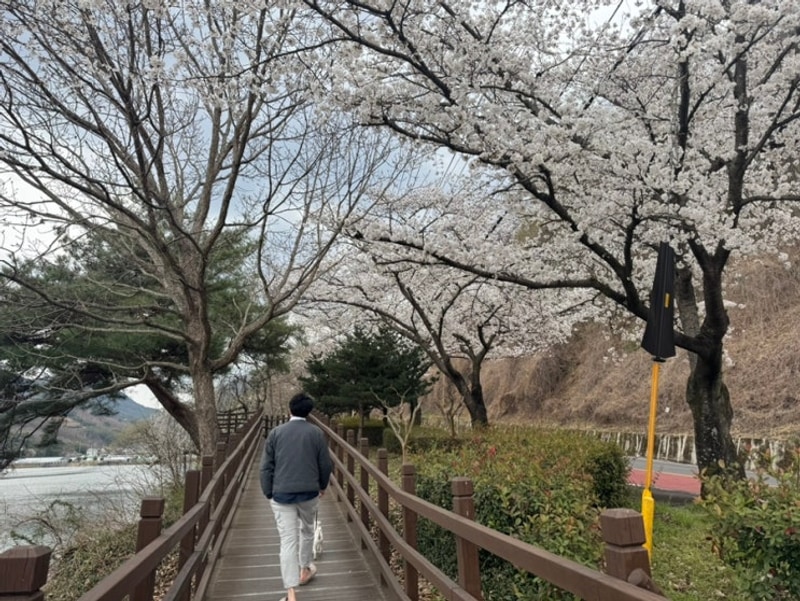 경남 진주 애견동반 캠핑장 ‘청춘별곡’ 재방문 벚꽃캠핑, B6...