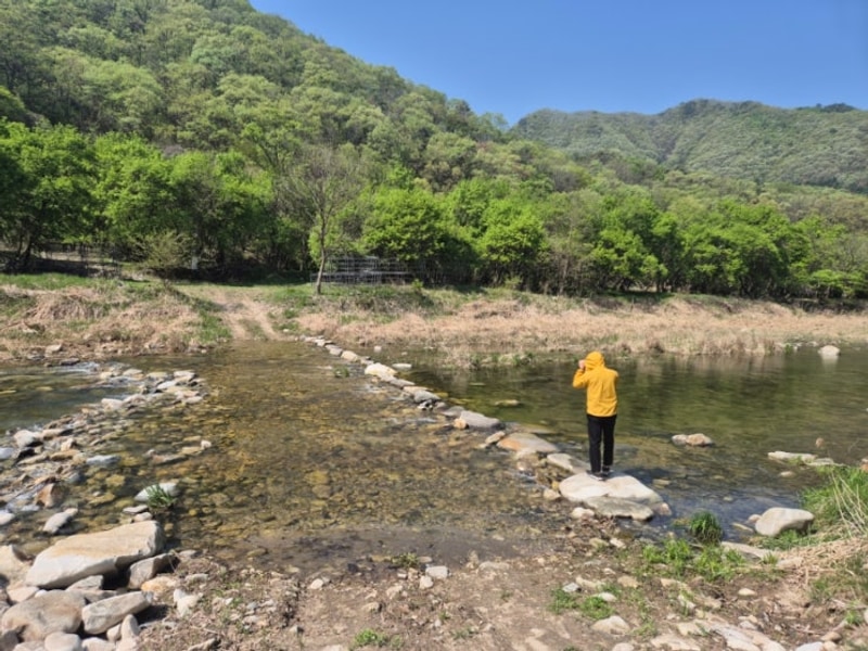 원주 가볼만한곳 '물가애 캠핑장' 캠핑,캠프닉,신나무 자생 군락지