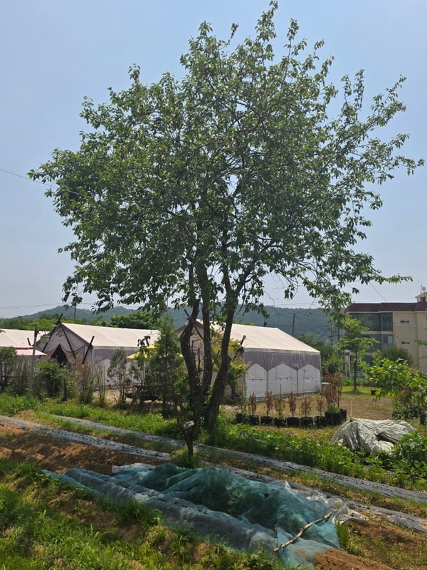 양평 더휴 글램핑, 한여름 밤의 달콤한 속삭임, 7번 텐트 앞...