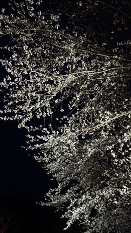 경주 벚꽃캠핑 반딧불이 오토캠핑장과 청도 운문댐 나들이