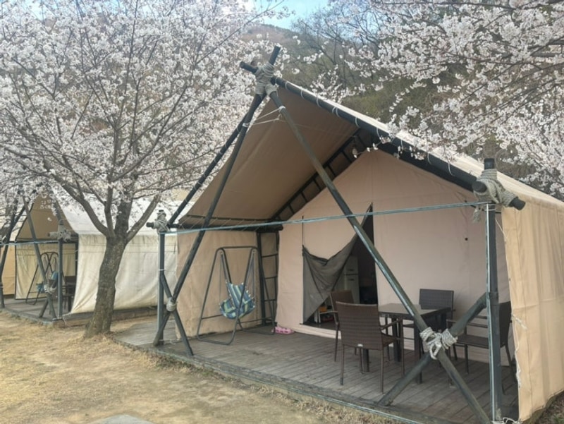 포항 글램핑 숙소 ㅣ 엘포리 글램핑_벚꽃 명소, 계절별...