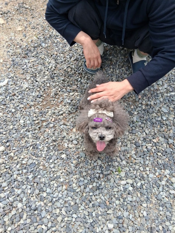 군위캠핑장 중에서도 군위솔밭야영장 이 단연 으뜸이네요...
