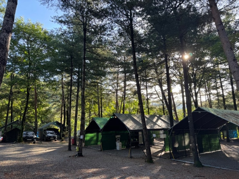 영월 캠핑장추천. 키즈캠핑장으로 너무 좋은 사랑나무캠핑장