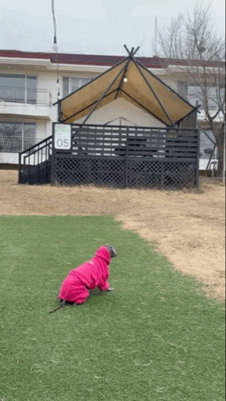근교 용인 야외 운동장이 있는 애견 동반 글램핑 골드펫리조트