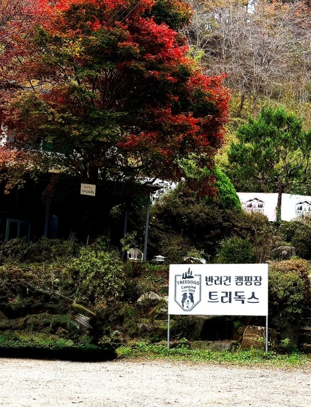 [트리독스]경북 고령 강아지와... 좋았던 트리독스 애견캠핑장...