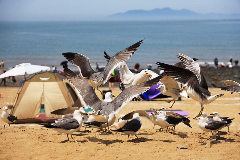 십리포해수욕장 야영장 시설 사진 7