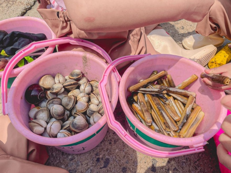 태안 도담오토캠핑장 맛조개 갯벌체험 글램핑