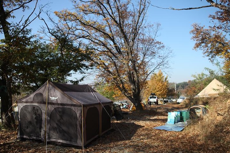 느티나무그늘아래 캠핑장 대표 사진