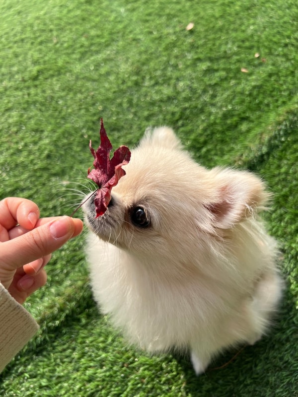 공주 마곡사 카라반(애견 동반 가능)
