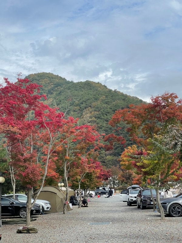 [241026]가을 단풍 캠핑 청주근교 제천명암오토캠핑장 후기
