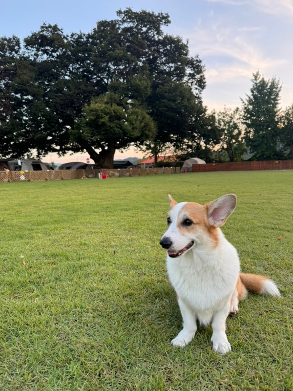 예산 애견동반 캠핑 개별울타리가 있는 피플앤독느티캠핑장...