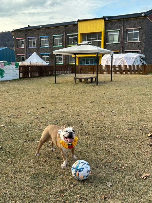 예산애견캠핑장] 개별울타리에 대형견 가능한 “피플앤독느티...