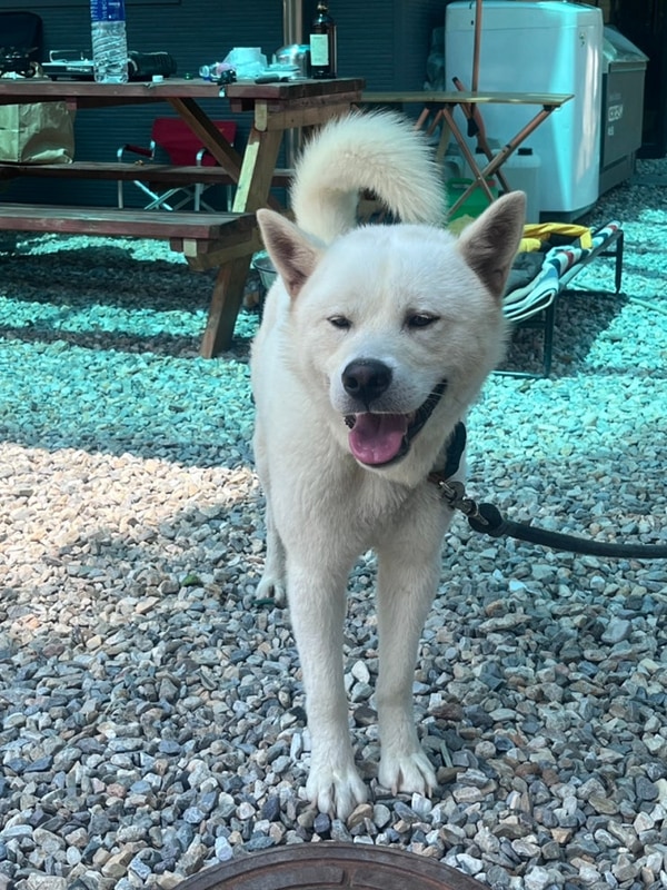 원주 칠봉송정 캠핑장 후기  계곡 물소리와 함께한 완벽한 하루