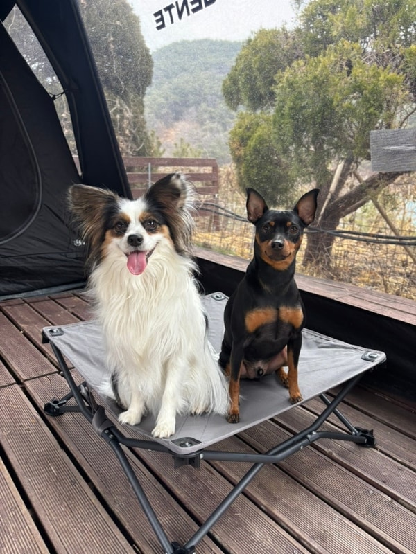 250301~03 고령 트리독스애견전용캠핑장 기록