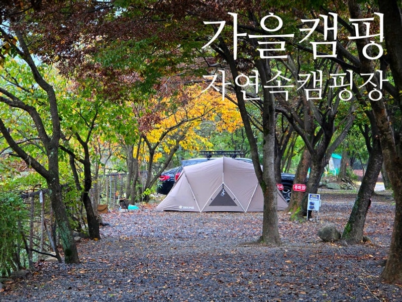 가을의시작! 청도자연속캠핑장(2025.10.25~26)