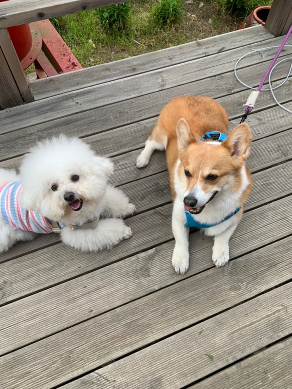 포천 반려견동반 캠핑장 이용후기 (지투캠핑장/강아지동반캠핑...