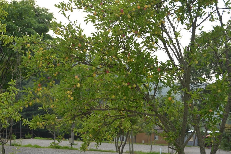 율곡 캠핑장 시설 사진 8