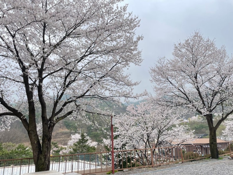 포천 벚꽃캠핑 애견동반캠핑 가능한 캠핑장 추천 달사랑캠핑장...