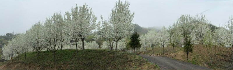 홍천 오도치캠핑장 돌배꽃 보며힐링하고 왔네요 (애견동반 가능)