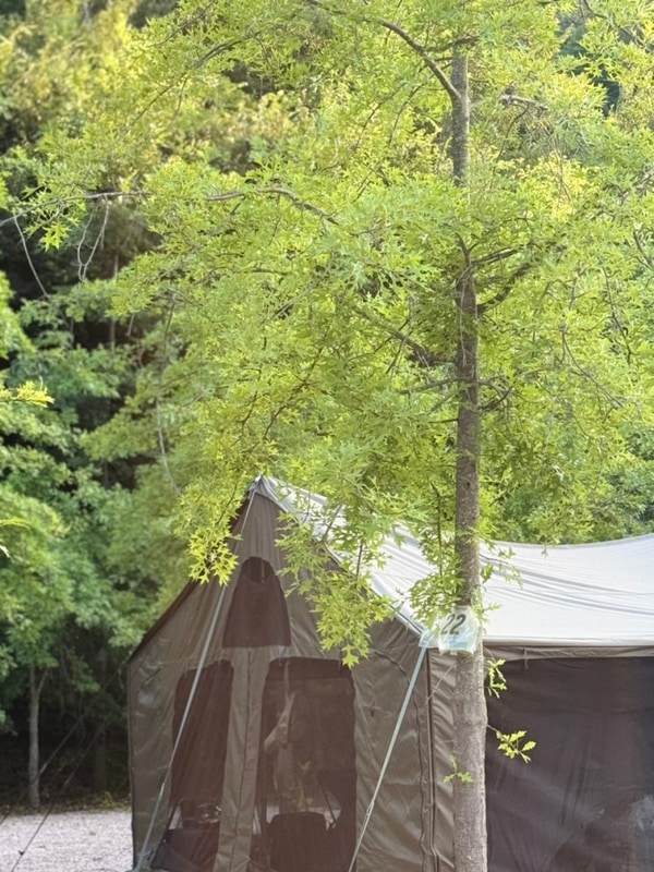 6,7,8th 그늘맛집 상주펀펀오토캠핑장 또또또간집