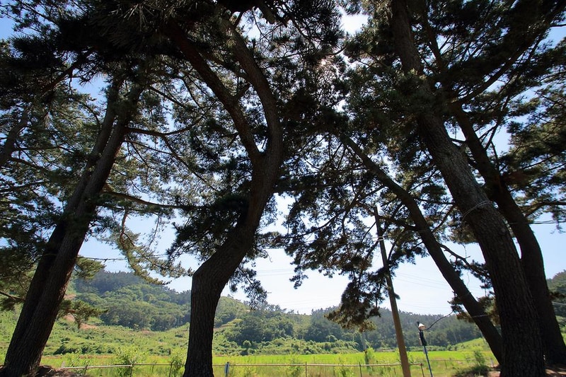 이태백 야영장 시설 사진 8