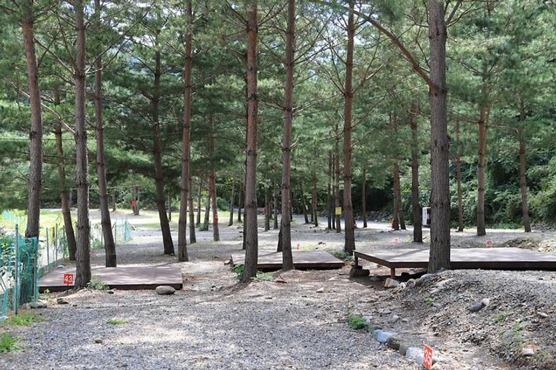 덕풍계곡 솔밭야영장 대표 사진