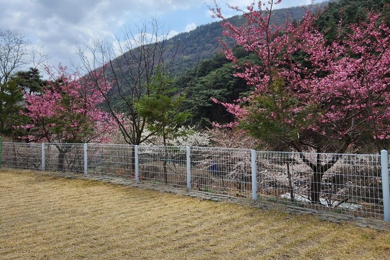 별품은 숲속 캠핑장 시설 사진 7