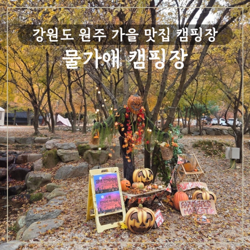 강원도 원주 가을 낙엽 할로윈 맛집 물가애 캠핑장