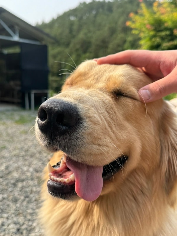 [강원도/양양]전회사 사람들과 바람피기 2탄/부라보캠프 양양계...
